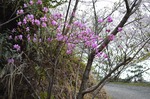 綾歌森林公園