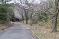 西長尾城跡への道・桜