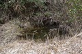 西長尾城跡への道・水飲み場